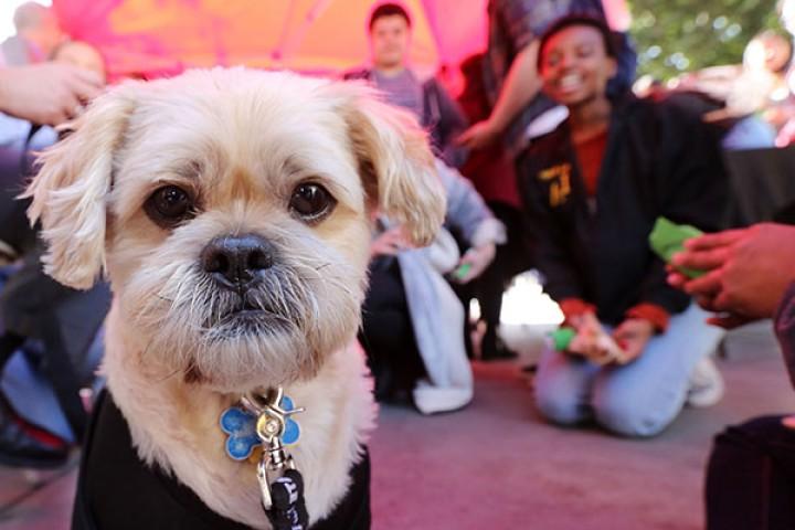 Dog with students in background